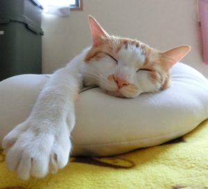 くつろぎ猫 くつろぎ猫